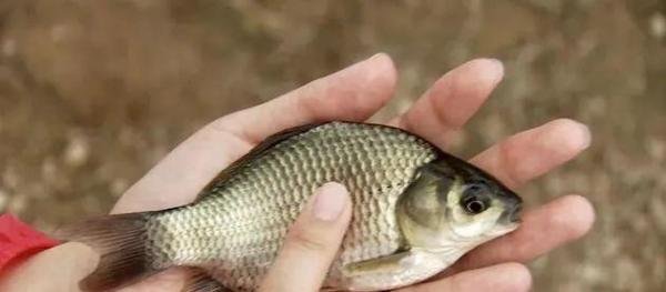 特殊养殖的软骨鲫鱼:奇葩养殖让鱼骨软化,让人吃得很安心!