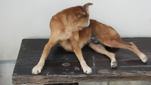 为什么狗的生殖有个大疙瘩