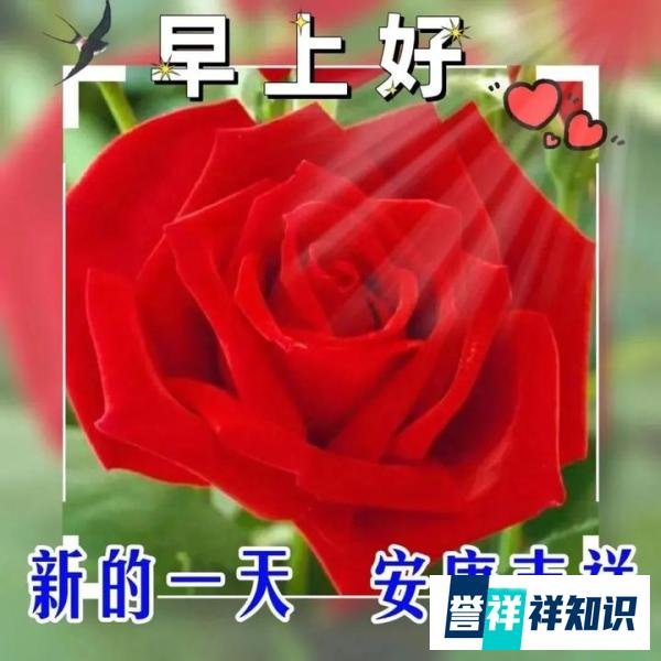 早上好祝福创意表情包图片带字带问候语，今日最新早上好问候语精