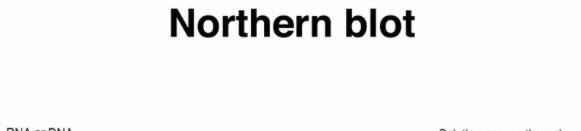 Northern杂交、Southern杂交和Western杂交有什么区别