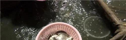 特殊养殖的软骨鲫鱼：奇葩养殖让鱼骨软化，让人吃得很安心！