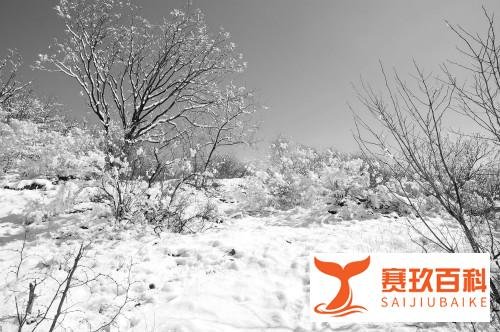 他生前默默无闻，穷困潦倒靠写网文为生，死后却轰传天下名动一时