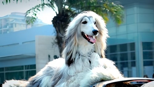 阿富汗猎犬多少钱一只