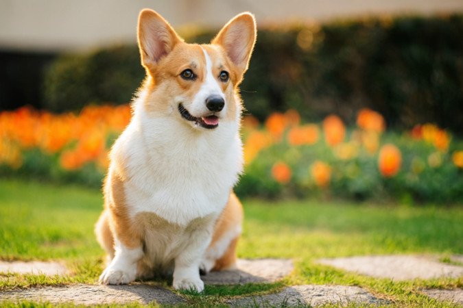 柯基犬一只多少钱