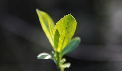 放生月毛的介绍