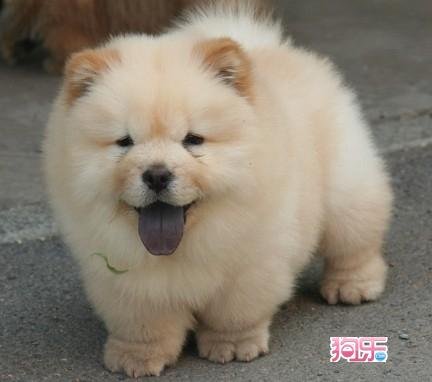 这狗是什么品种？？