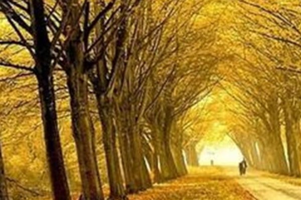 秋天的声音在哪里仿写句子三年级
