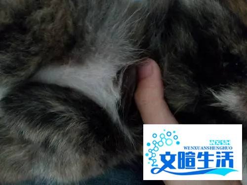 狗卡嗓子了自己吐不出来怎么办