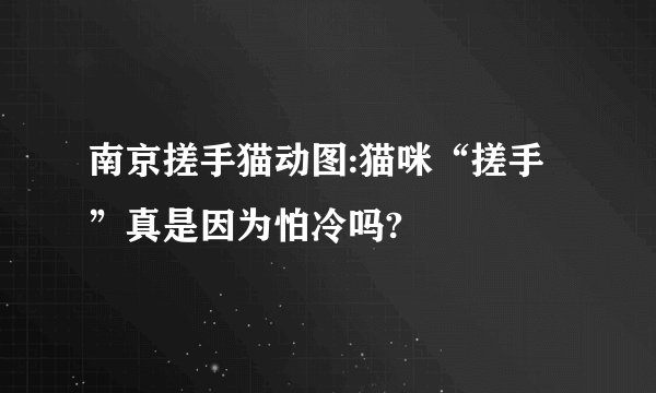 南京搓手猫动图:猫咪“搓手”真是因为怕冷吗?