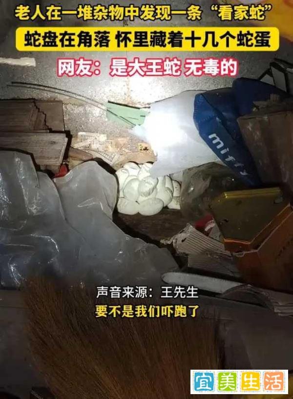 老人在杂物中发现一条“看家蛇”,旁边还有十几颗蛇蛋