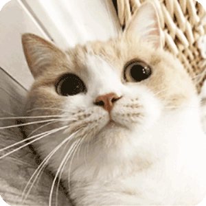 猫咪为什么可以长时间不眨眼睛？