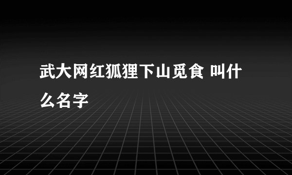 武大网红狐狸下山觅食 叫什么名字