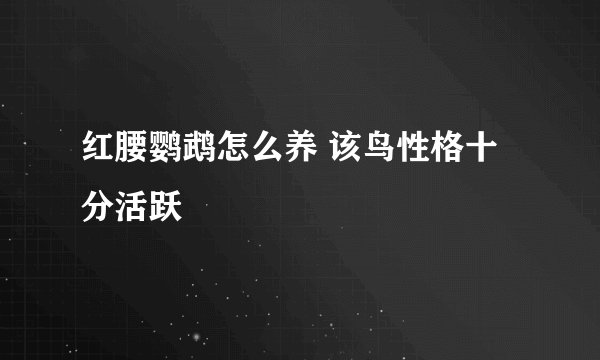 红腰鹦鹉怎么养 该鸟性格十分活跃