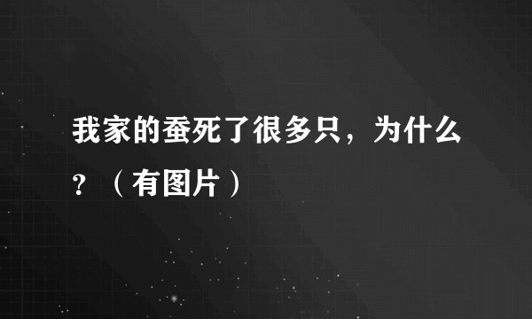 我家的蚕死了很多只，为什么？（有图片）