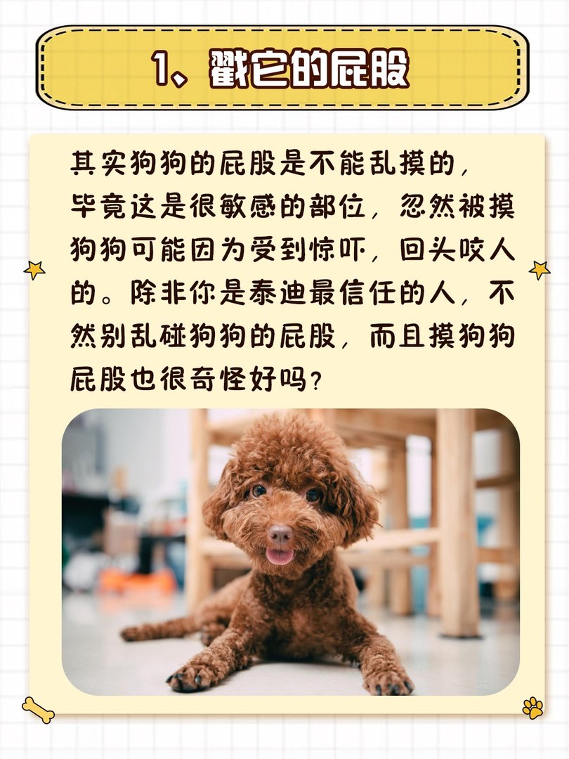 就算和泰迪“很熟”，也不要做这些事！