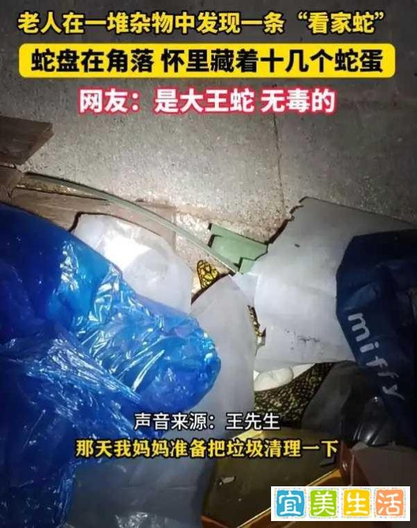 老人在杂物中发现一条“看家蛇”，旁边还有十几颗蛇蛋
