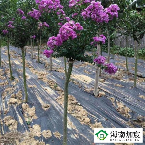 防草布多少钱一米
