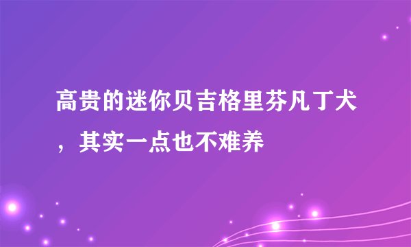 高贵的迷你贝吉格里芬凡丁犬，其实一点也不难养