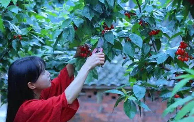 李子柒事件结局，事态如何发展？