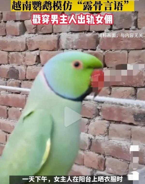 间谍！丈夫出轨被鹦鹉模仿露骨言语拆穿，鹦鹉究竟说了什么？