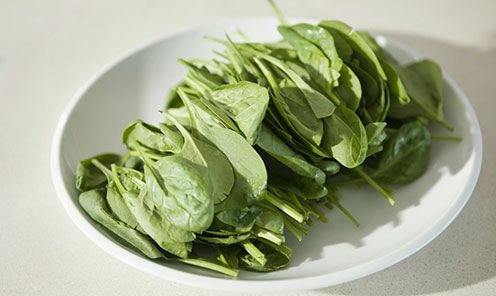 江苏一女子建植物工厂让菠菜一年长22茬，她是如何做到的？