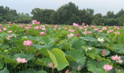 池塘里开满什么样的荷花？