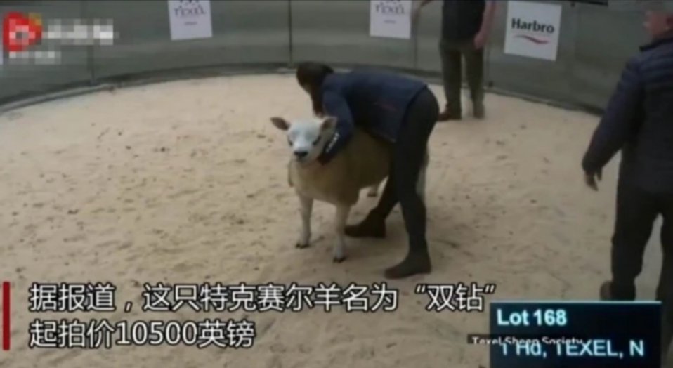 世界上最贵的羊332万元成交,买主是谁?
