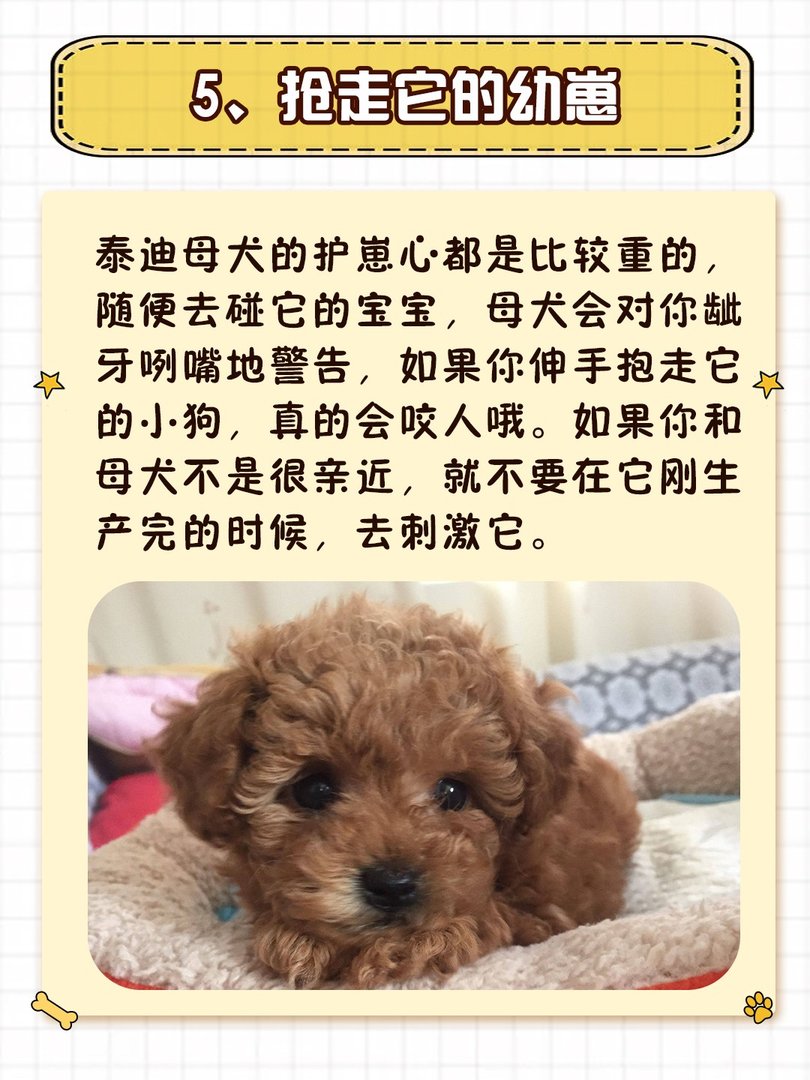 就算和泰迪“很熟”，也不要做这些事！