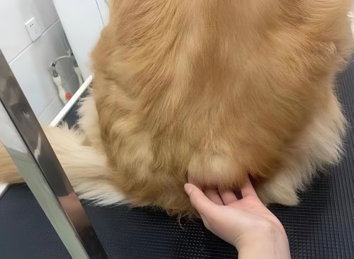 为什么狗的生殖有个大疙瘩