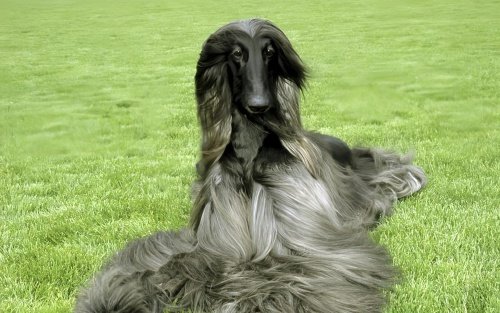 阿富汗猎犬多少钱一只