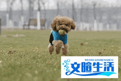 为什么老一辈人都说,狗不能养10年?原来有这些道理