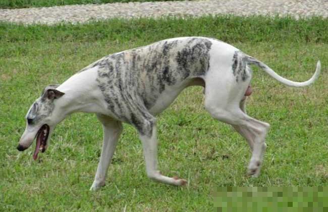 惠比特犬多少钱一只