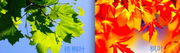 什么是梧桐叶，枫叶？