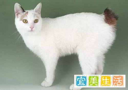 买猫不求人：猫咪鉴别大全日本短尾猫