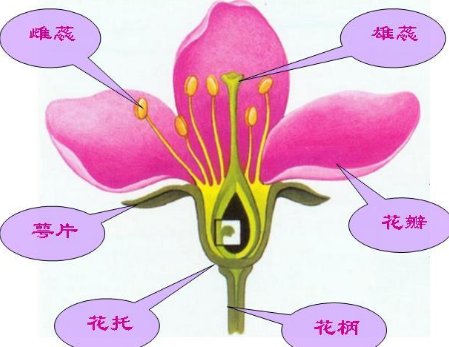 花的结构是怎样的?