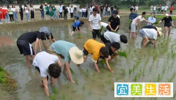 四川一高校将种田纳入必修课，学生需亲自下田挣学分