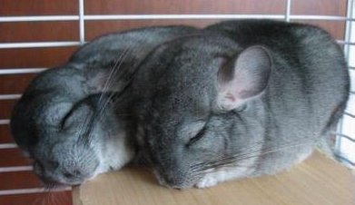 龙猫怕什么?