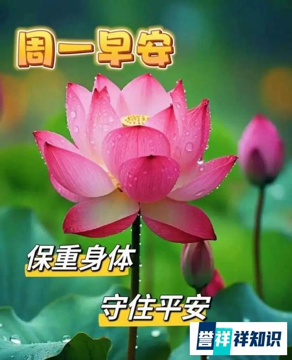 早上好祝福创意表情包图片带字带问候语，今日最新早上好问候语精
