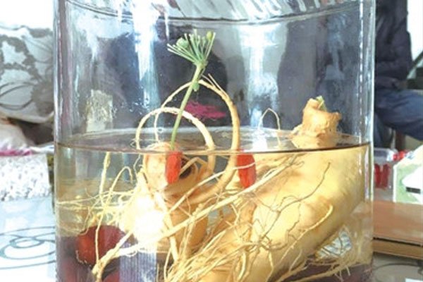 人参泡酒开白花,人参泡酒为何还能生长?