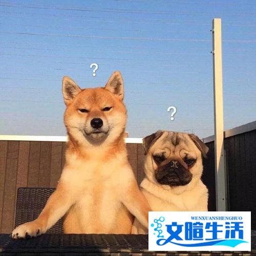 为什么老一辈人都说，狗不能养10年？原来有这些道理