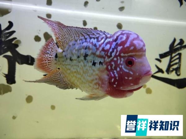 为什么以前的罗汉鱼,可以活十年,现在三五年可能就死亡了?