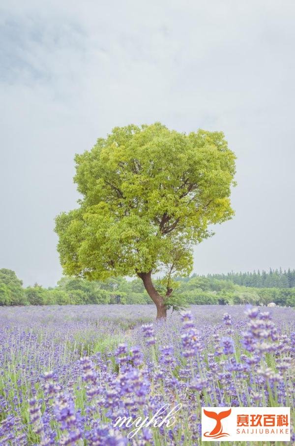 上海唯一一处薰衣草外景究竟是什么样的呢？
