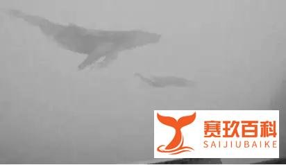 家长注意!一款叫“蓝鲸死亡游戏”正在教唆你的孩子自杀……