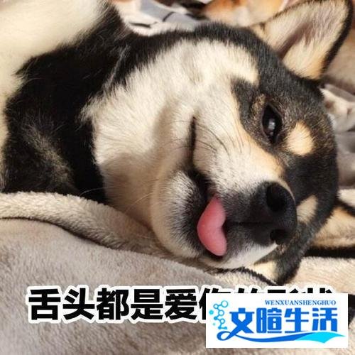 为什么老一辈人都说,狗不能养10年?原来有这些道理