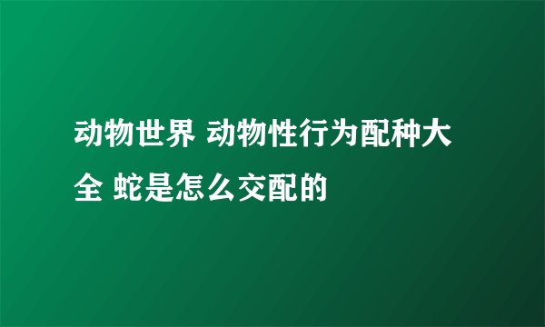 动物世界 动物性行为配种大全 蛇是怎么交配的