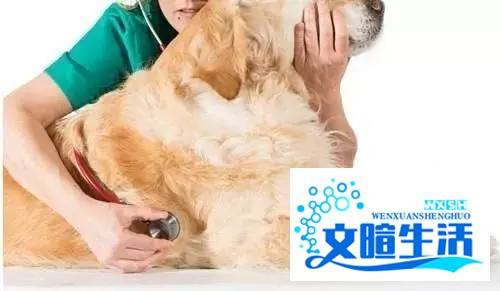 狗卡嗓子了自己吐不出来怎么办