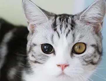 猫咪为什么可以长时间不眨眼睛?