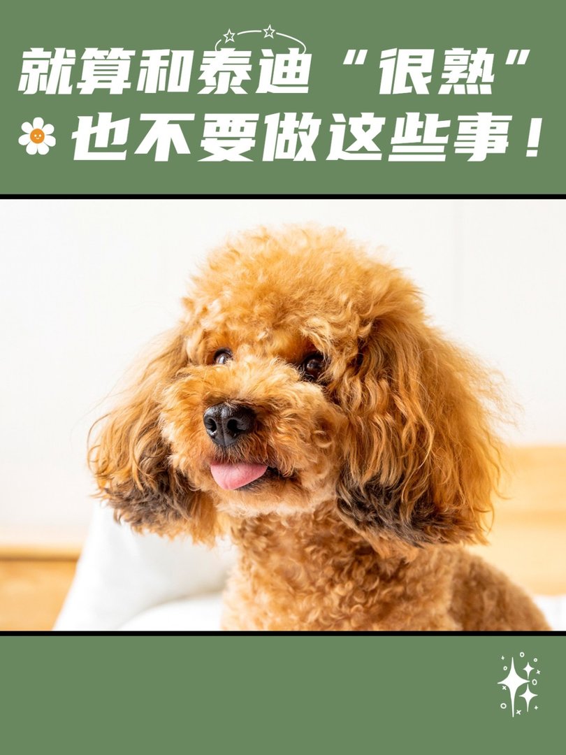 就算和泰迪“很熟”，也不要做这些事！