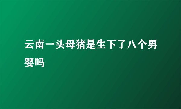 云南一头母猪是生下了八个男婴吗