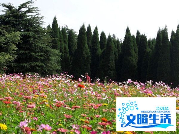 滨江森林公园游玩攻略